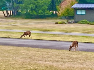 Deer near the runway